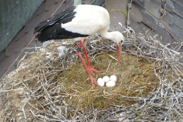 Stehender Storch mit 4 Eiern im Storchennest auf dem Kirchendach