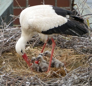 Storchennest auf der ehemaligen St. Michael Kapelle