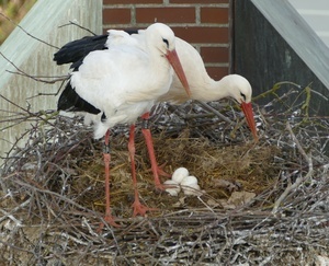 2 Strche stehen im Storchennest ber Eiern