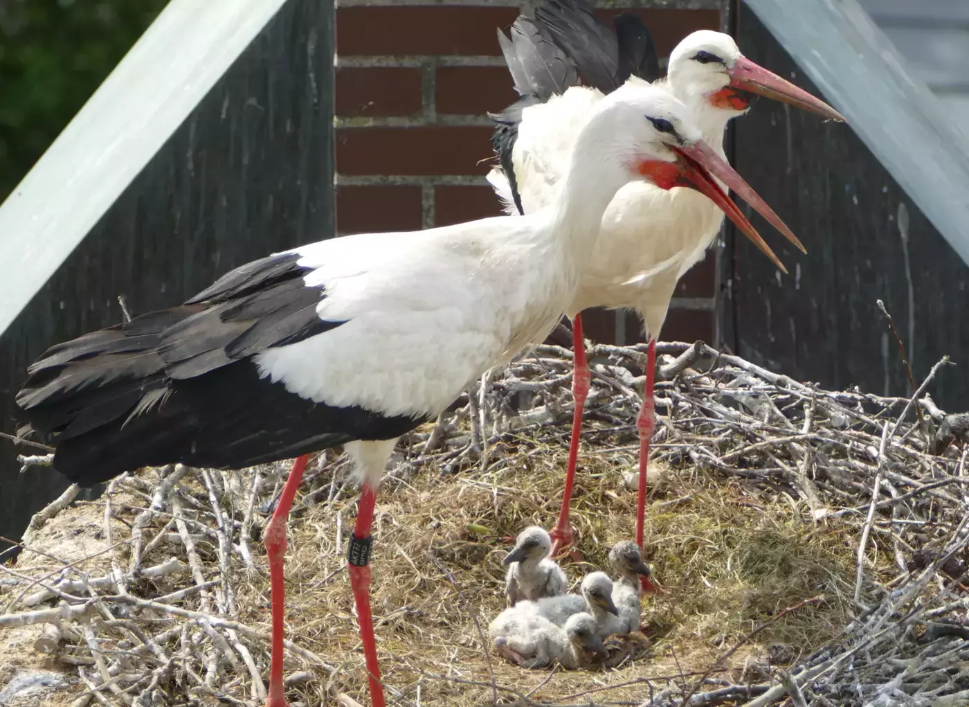 Zwei stehende Strche mit vier jungen Strchlein im Nest