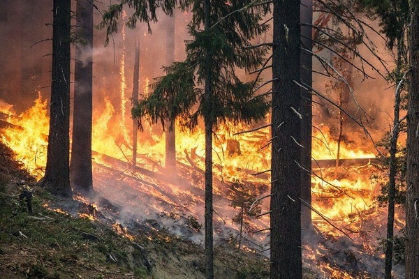 Brennende Bume im Wald