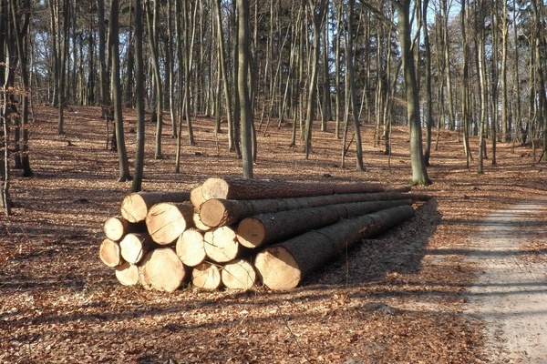Ein Stapel mit Holzstmmen in einem Wald