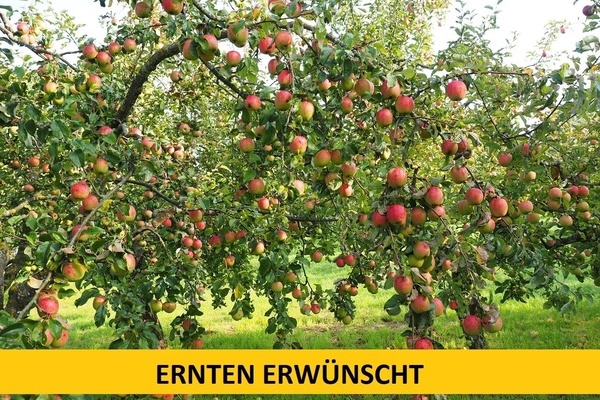 pfel an einem Apfelbaum, gelber Streifen mit schwarzen Lettern: Ernten erwnscht