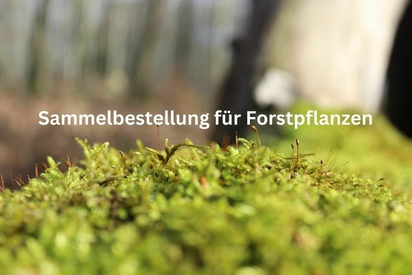 Sammelbestellung für Forstpflanzen Sammelbestellung für Forstpflanzen