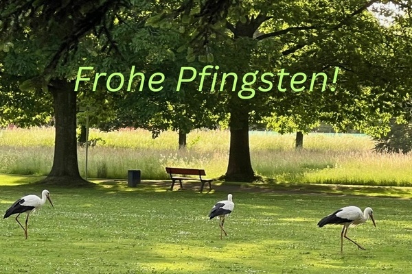 Drei Störche im Denzlinger Park. Foto: Melanie Lackner, Gemeinde Denzlingen Drei Störche im Denzlinger Park. Foto: Melanie Lackner, Gemeinde Denzlingen