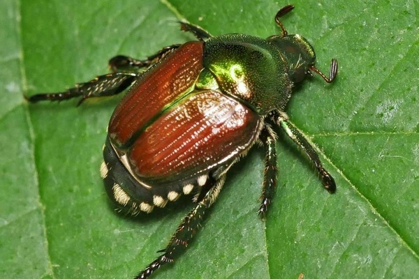 Japankäfer mit grünem Kopf und braunen Flügel sitzt auf einem grünen Blatt - Quelle: O. Zimmermann / LTZ Augustenberg 