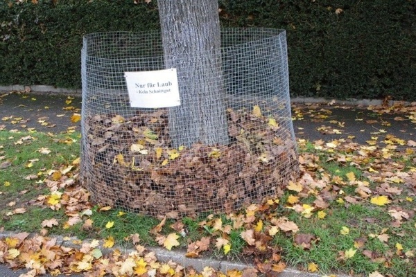 Laubk&ouml;rbe in Denzlingen